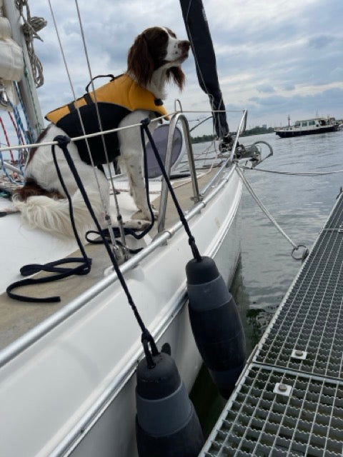 Black - Graphite Gray